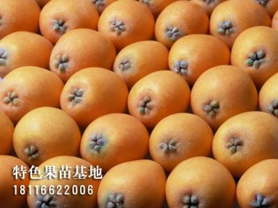 大五星枇杷