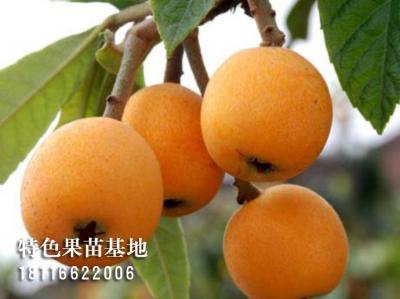 大五星枇杷