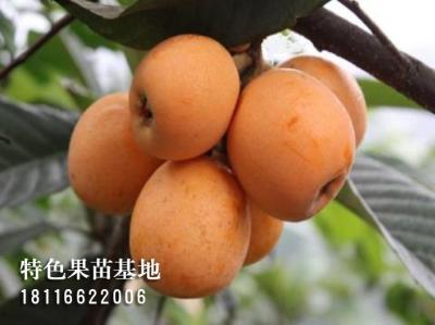 大五星枇杷