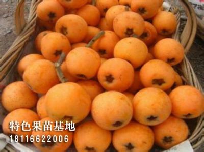 大五星枇杷