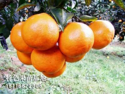 春见（耙耙柑）