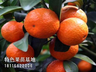 金秋砂糖橘