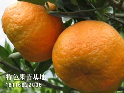 沃柑