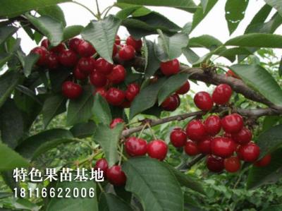 朱砂樱桃