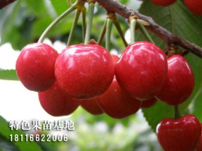 胭脂红樱桃