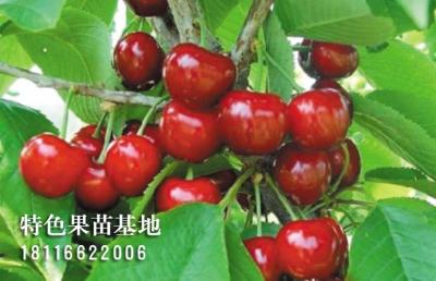 胭脂红大樱桃
