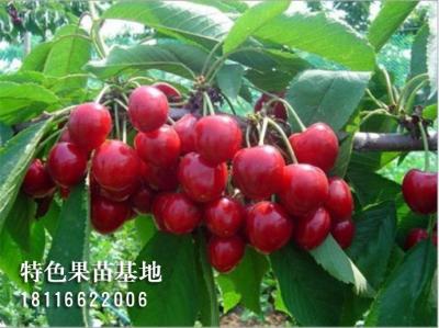 乌皮樱桃