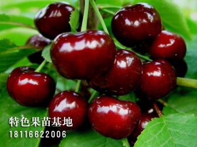 美早车厘子