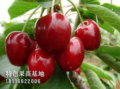 吉塞拉矮化大樱桃