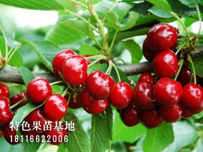 红灯车厘子