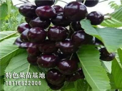 黑珍珠车厘子