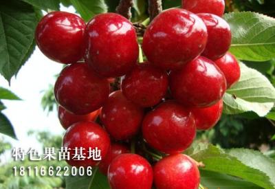 车厘子