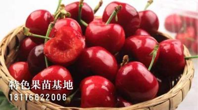 车厘子