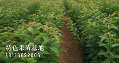 车厘子苗