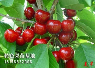 车厘子