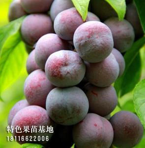 脆红李