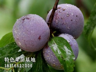 五月脆李