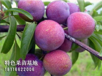 脆红李