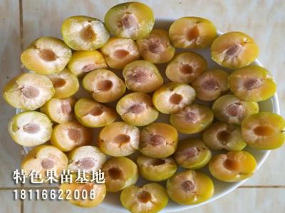 蜂糖李