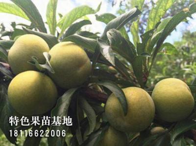 蜂糖李