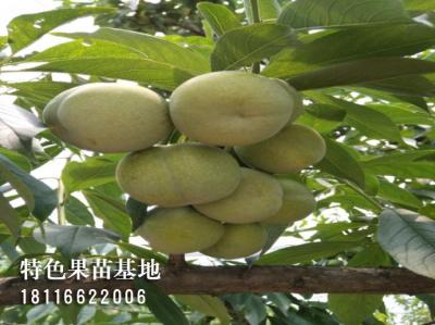 青脆李