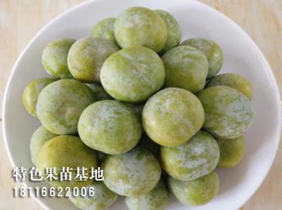 青脆李
