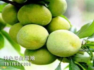 青脆李