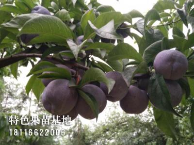 五月脆李