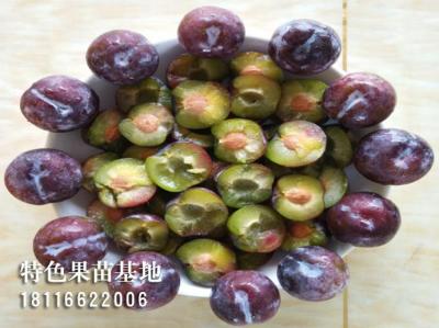 五月脆李