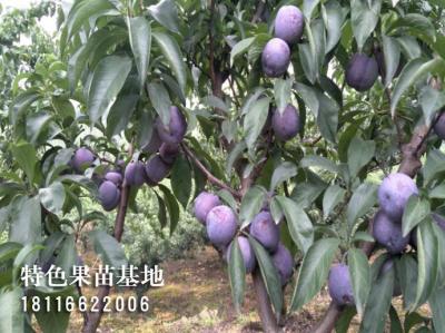 五月脆李