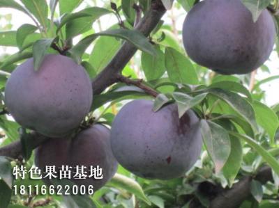 五月脆李