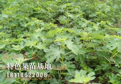 无花果苗