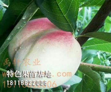 桃子苗