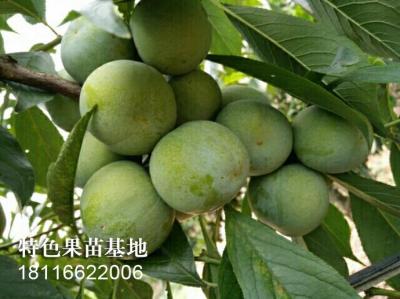 青脆李