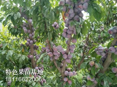 脆红李
