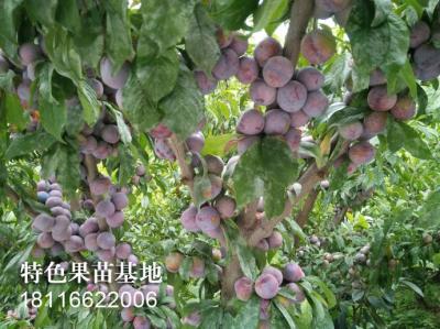 脆红李