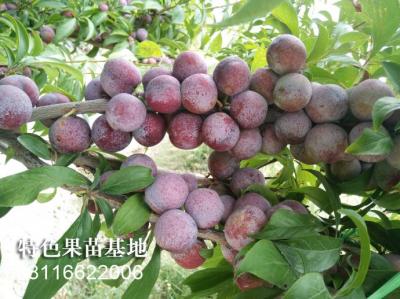 脆红李