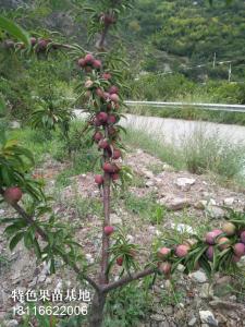 ******年挂果树