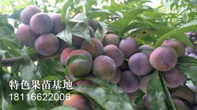 脆红李