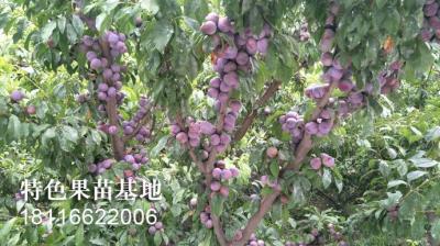 脆红李