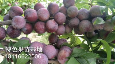 脆红李