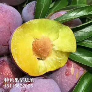 脆红李