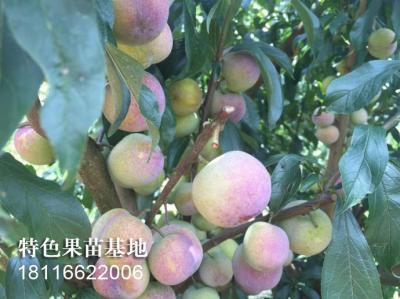 半边红李
