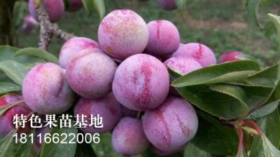 脆红李