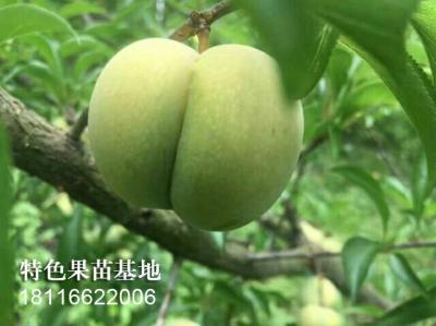 蜂糖李