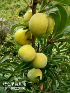 蜂糖李