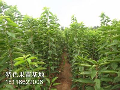 车厘子苗