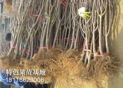 乌皮樱桃树苗