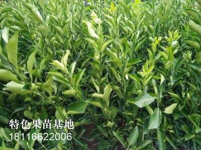 沃柑柑橘苗