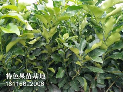 红心柚柑橘苗